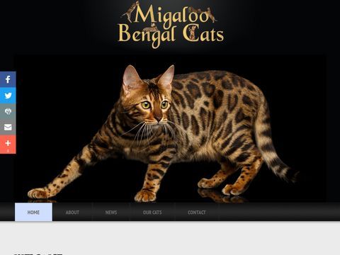 Migaloo Bengal Cats