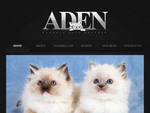 ADEN RAGDOLL CATTERY