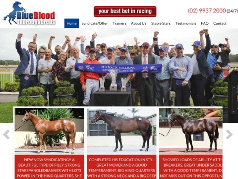 Race Horses For Sale by Blue Blood Thoroughbreds