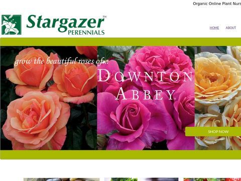 STARGAZER PERENNIALS PLANT NURSERY